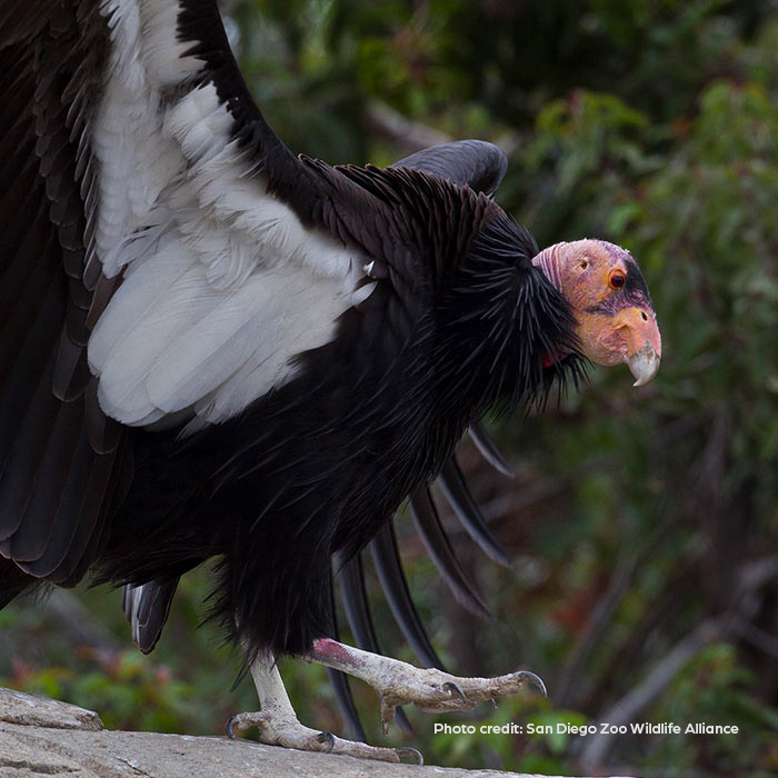 California Condor San Diego Zoo Wildlife Alliance - Zoetis