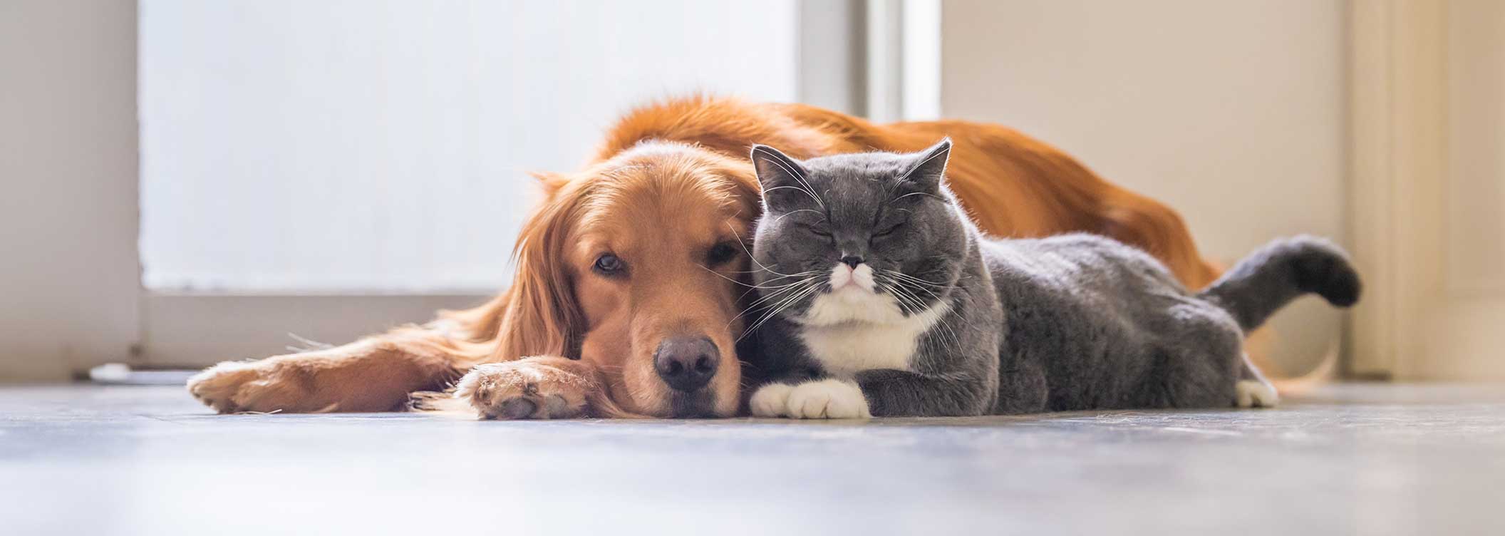 Pet owner laying on bed playing with dog and cat - Zoetis