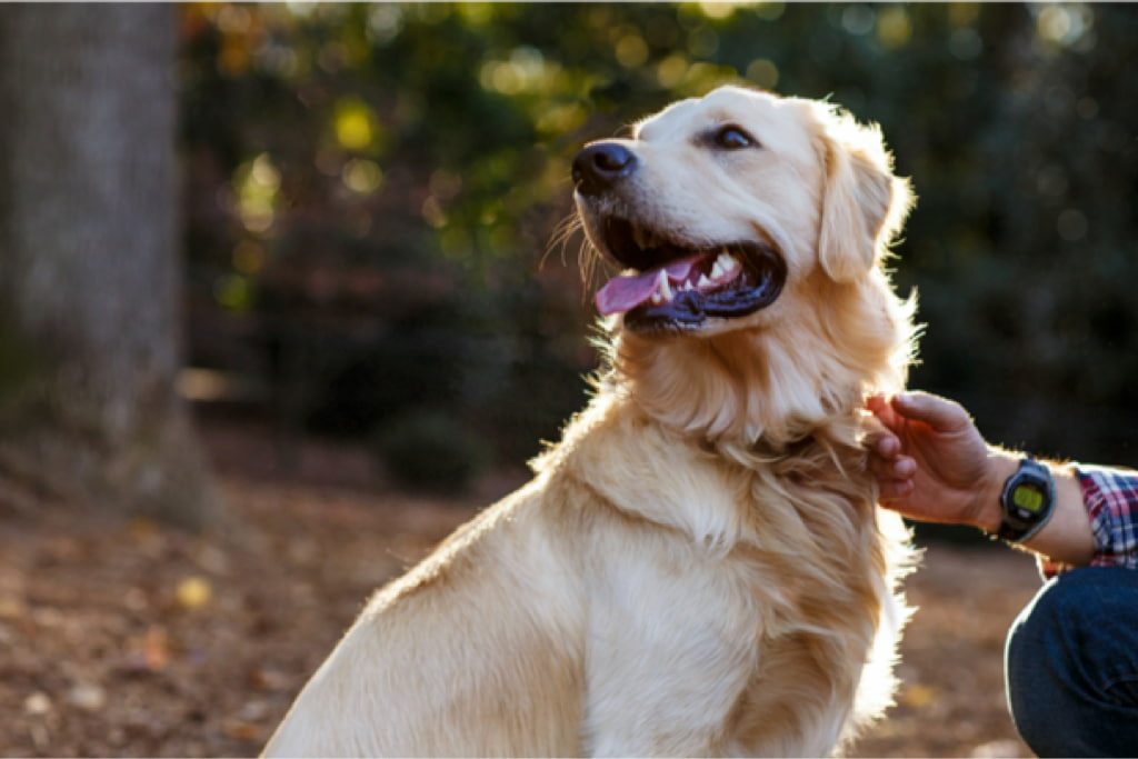 Person and dog outdoors