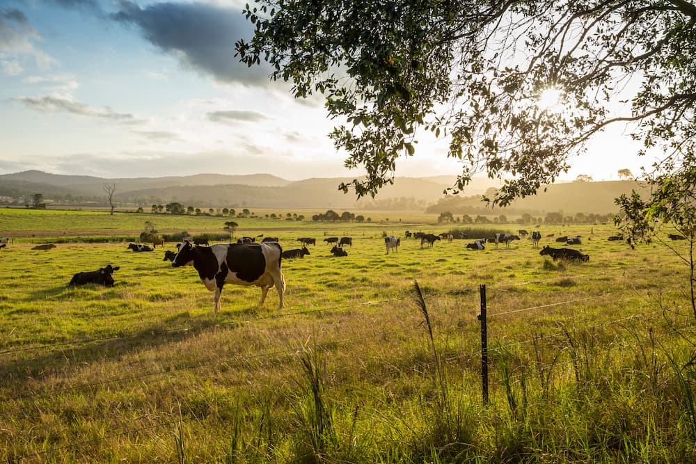 Cattle in field | Zoetis