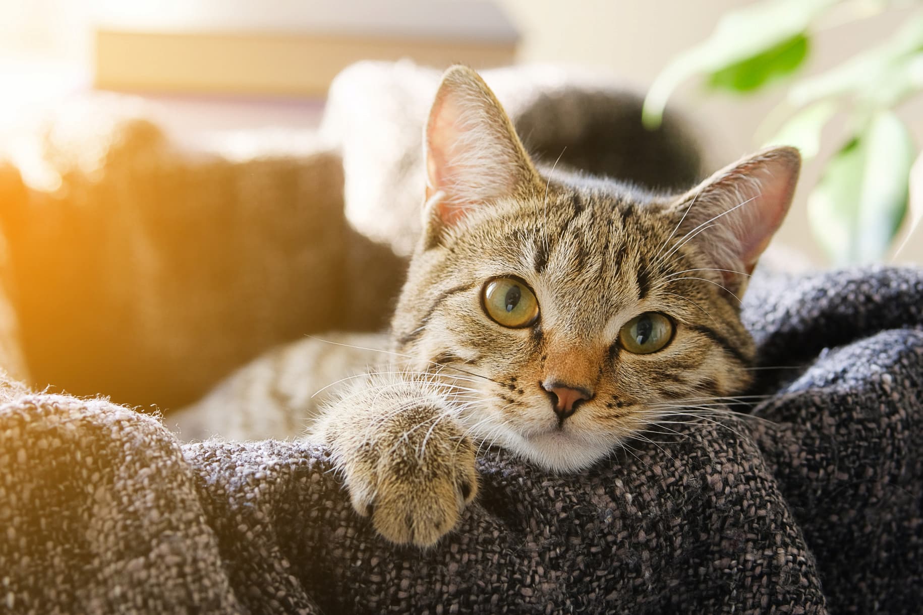 Cat laying on blanket looking at camera - Zoetis