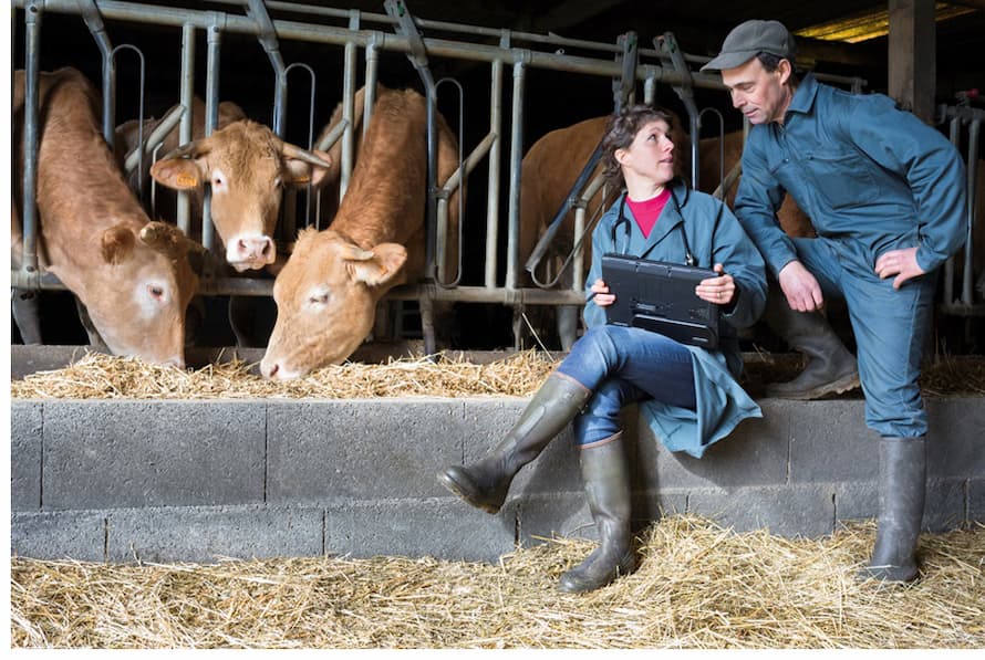 Vet and producer with beef cattle in France