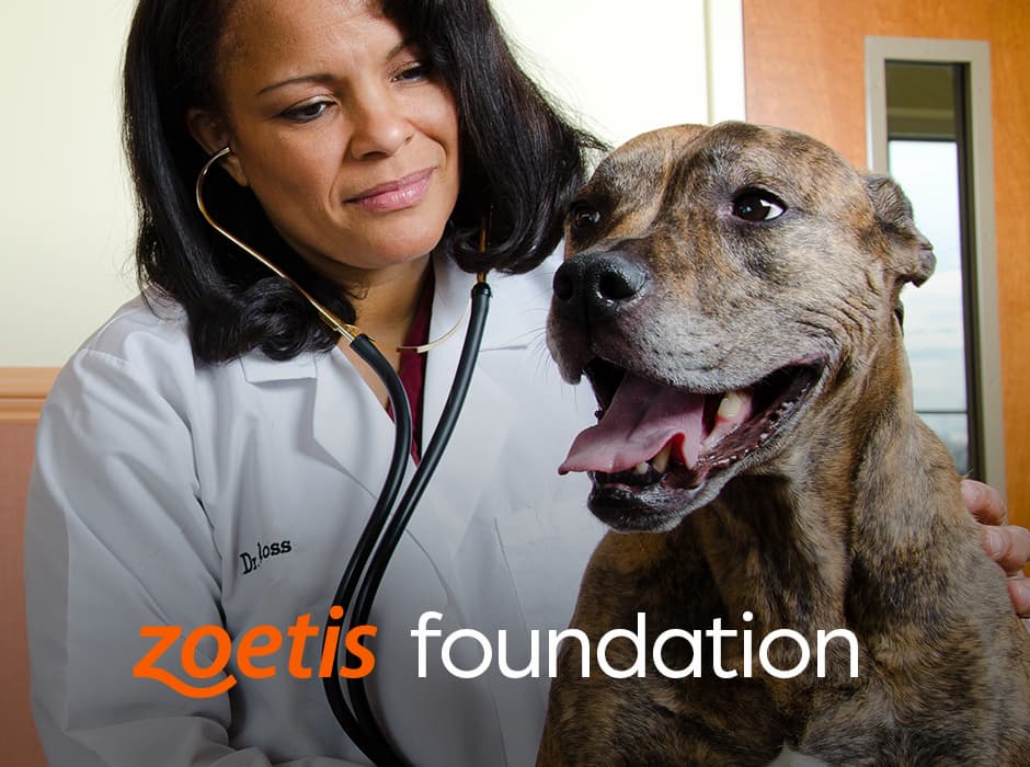 Veterinarian with stethoscope examining dog - Zoetis Foundation