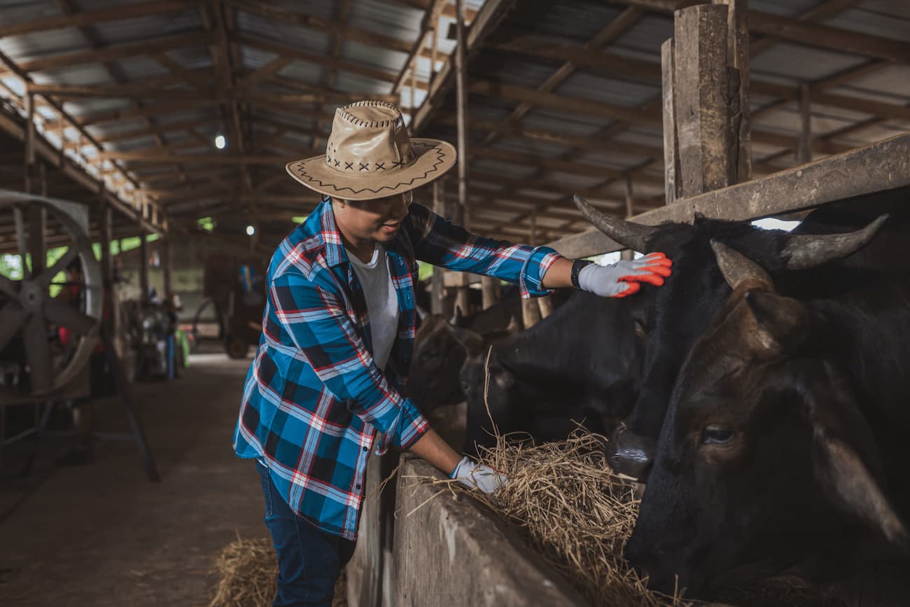 Man in hat feeding and petting cow in cattle facility - Zoetis
