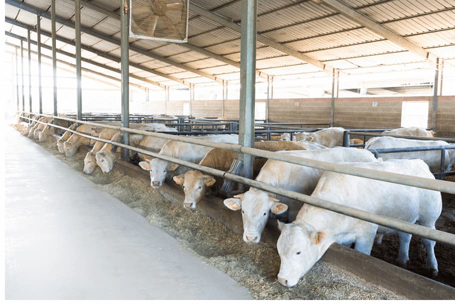 Beef Cattle in Italy