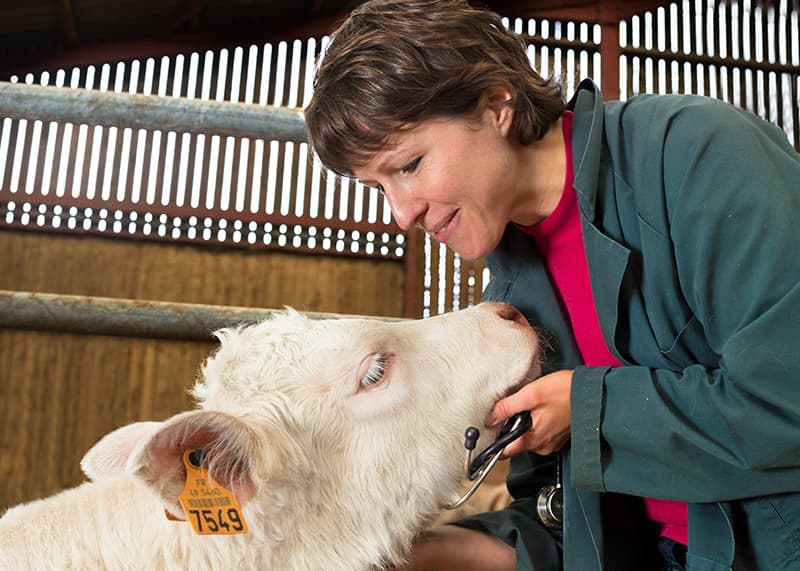 Vet with calf - Zoetis