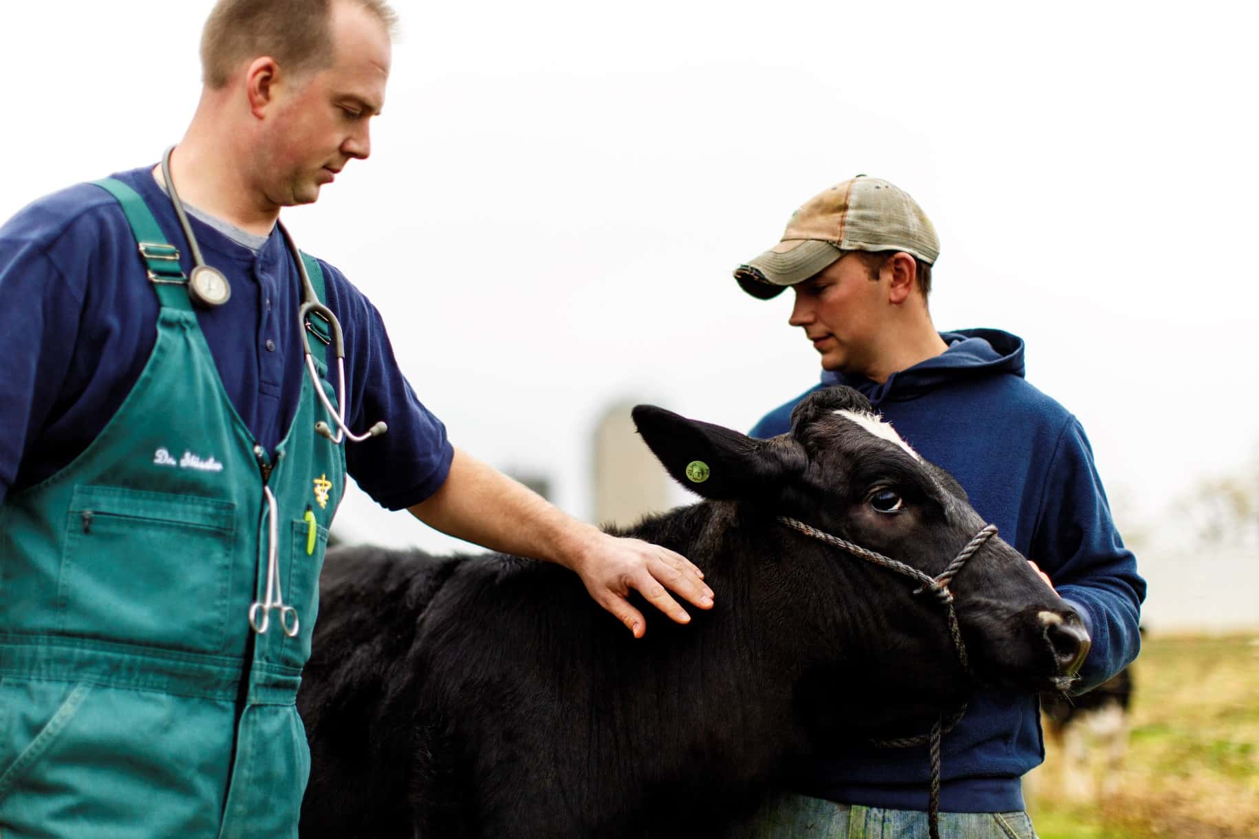 Cow with vet 