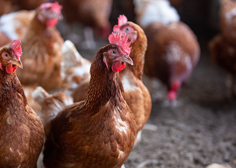 Close up of chicken - Zoetis