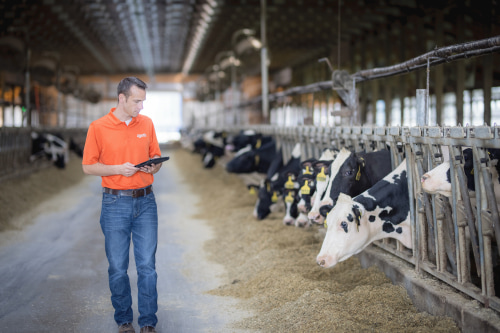 Zoetis employee walking next to dairy cattle