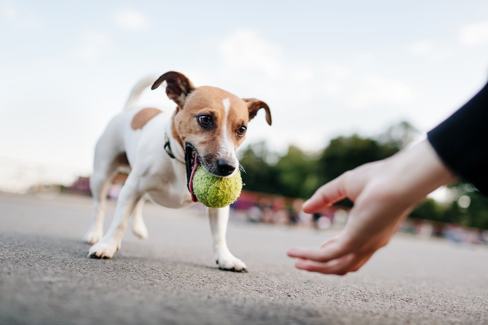 Dog with tennis ball