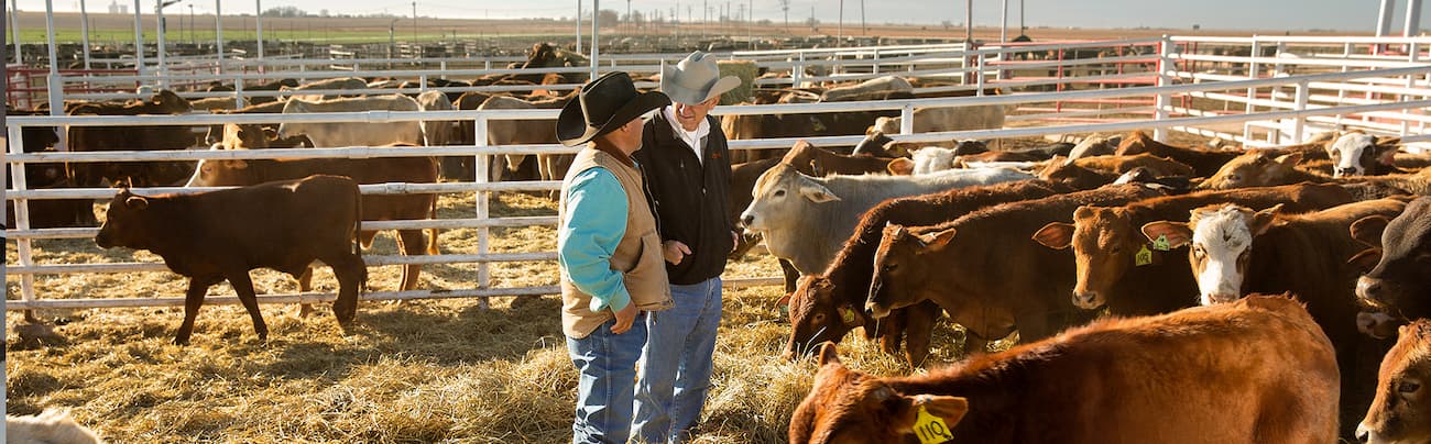 Livestock operators working together in cattle pen - Zoetis