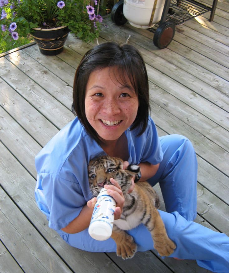 Zoetis veterinarian bottle feeding tiger cub