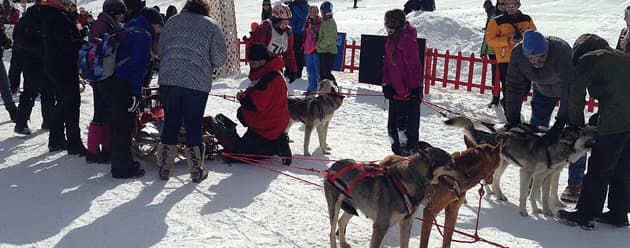 sled dog race