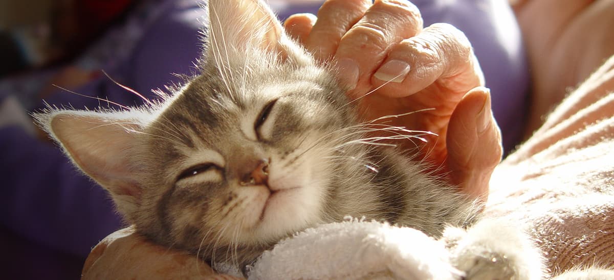 Kitten with senior citizen