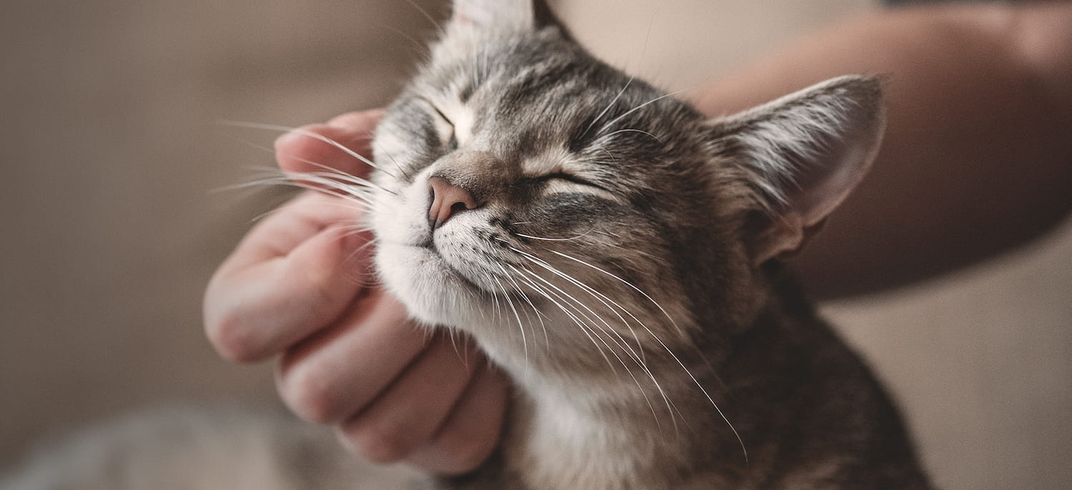 cat with owner