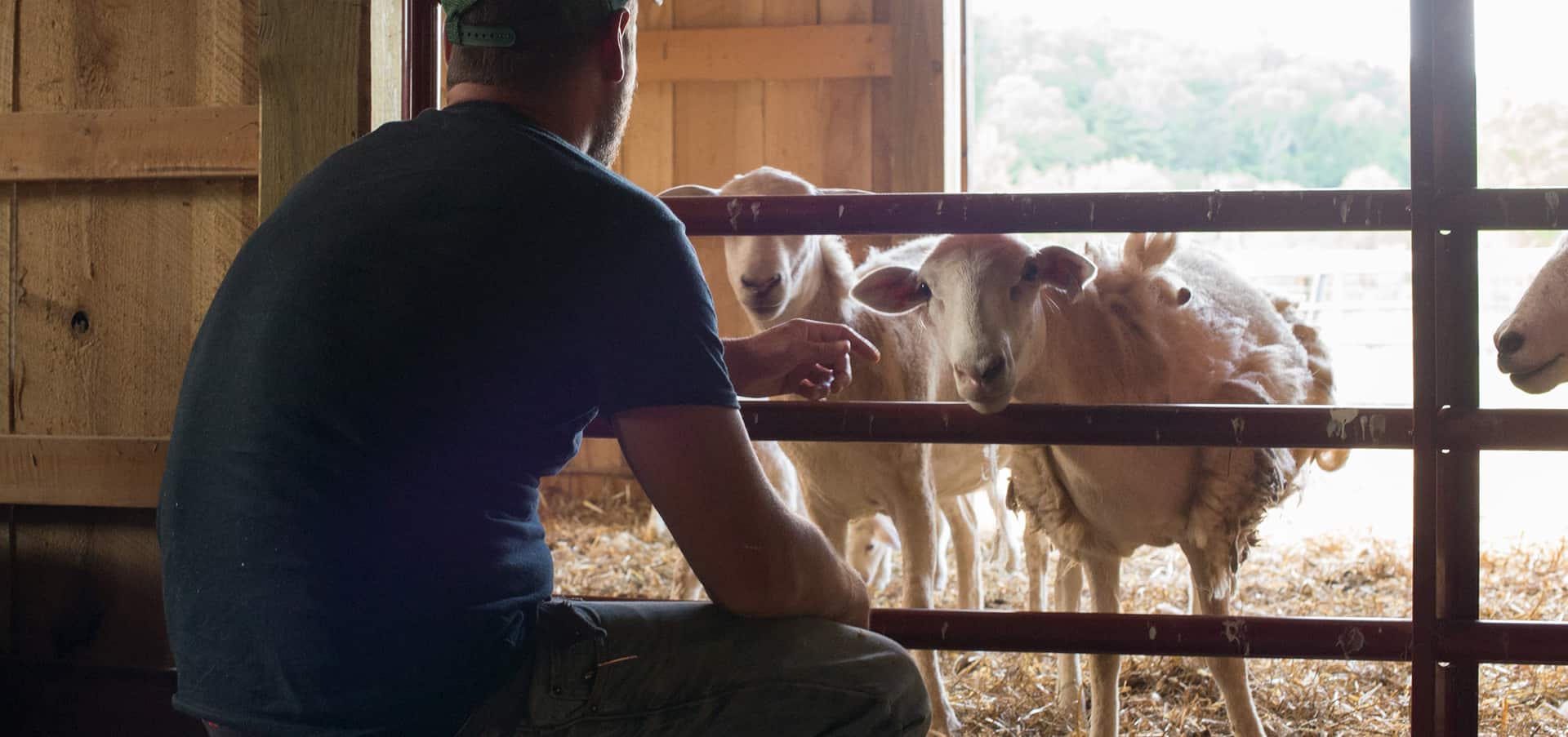 Livestock operator tending to sheep in pen - Zoetis