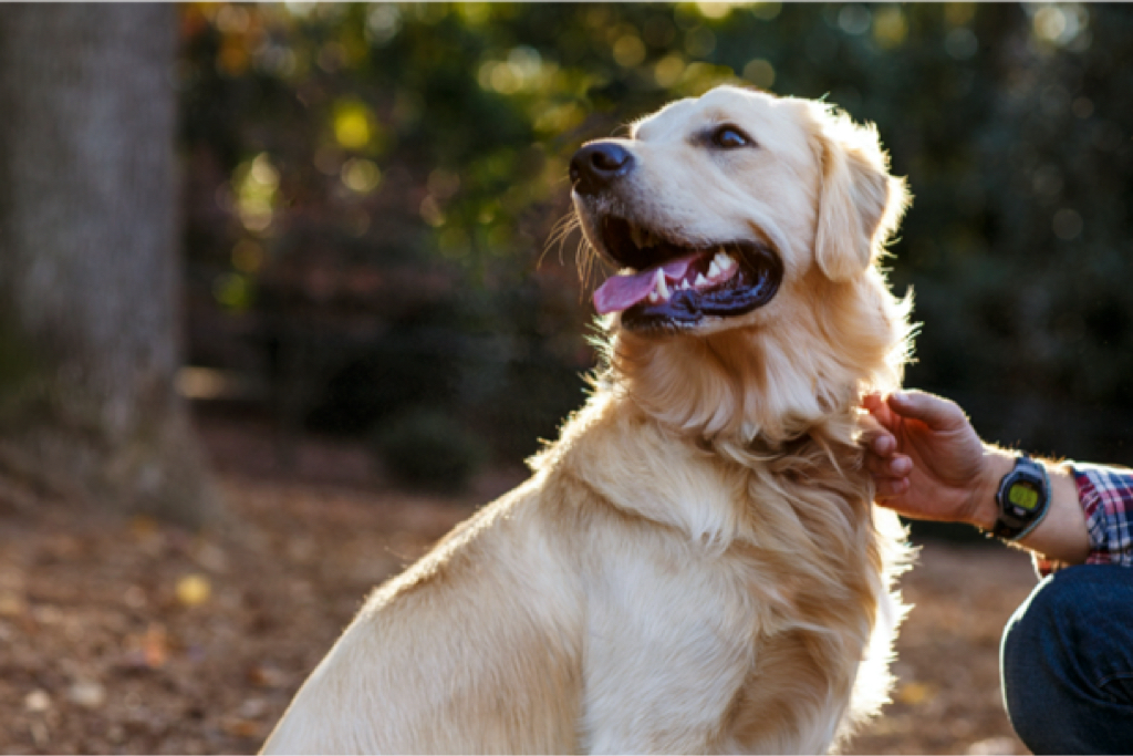 Person and dog outdoors