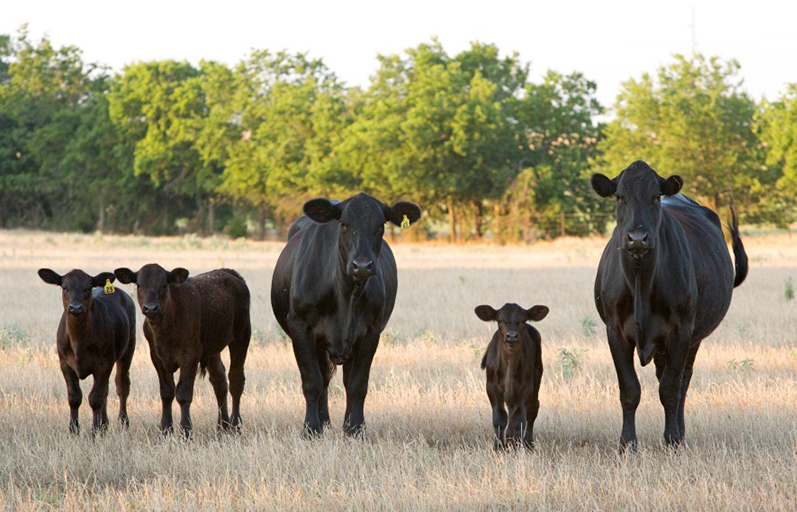 Beef cattle in Oklahoma