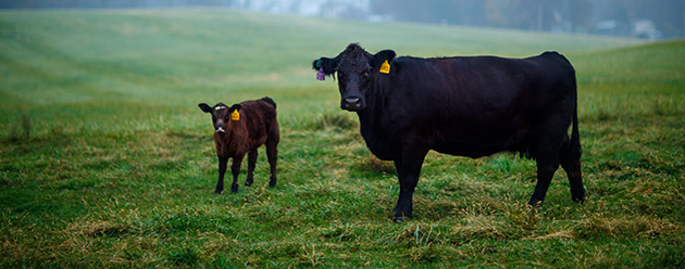 beef cattle in pasture