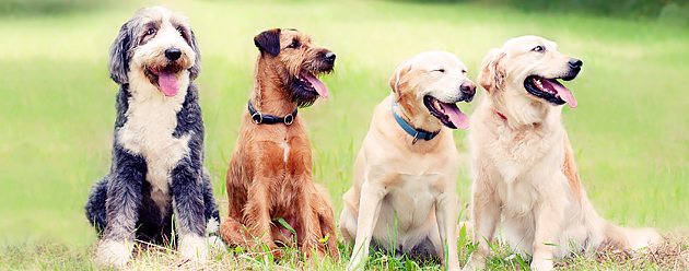 dogs sitting in field