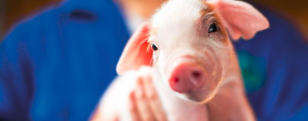 piglet antibiotic stewardship