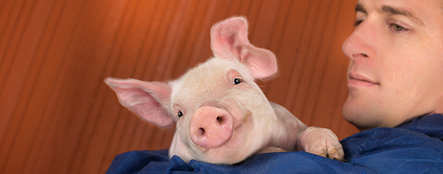 producer holding pig