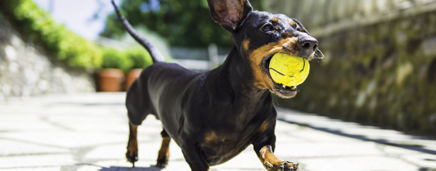 dog with tennis ball