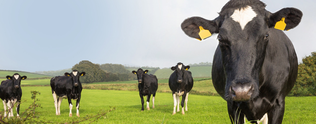 dairy cattle in field