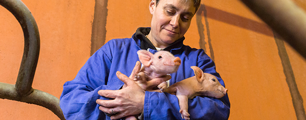 Farmer with piglets