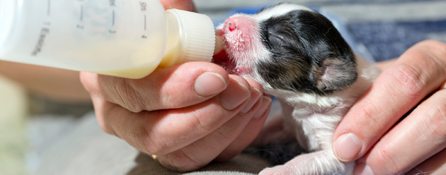 Dog with bottle