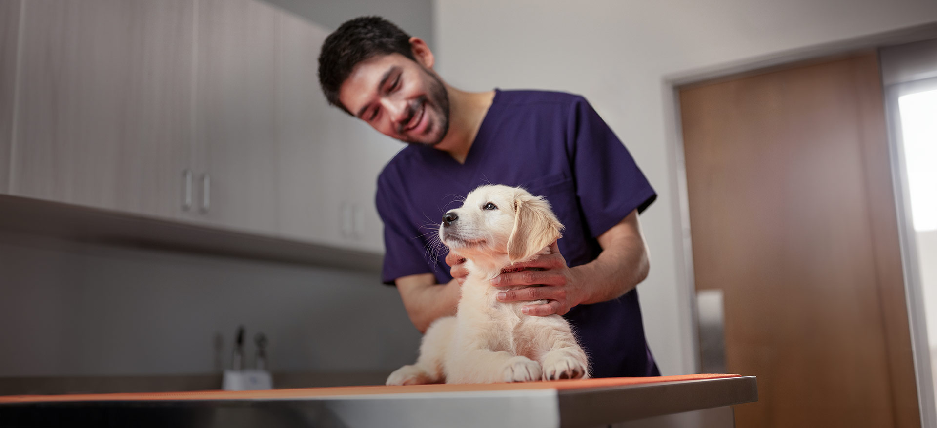 A veterinarian in scrubs gently holds a Labrador puppy on an exam table in a veterinary clinic exam room. – Zoetis