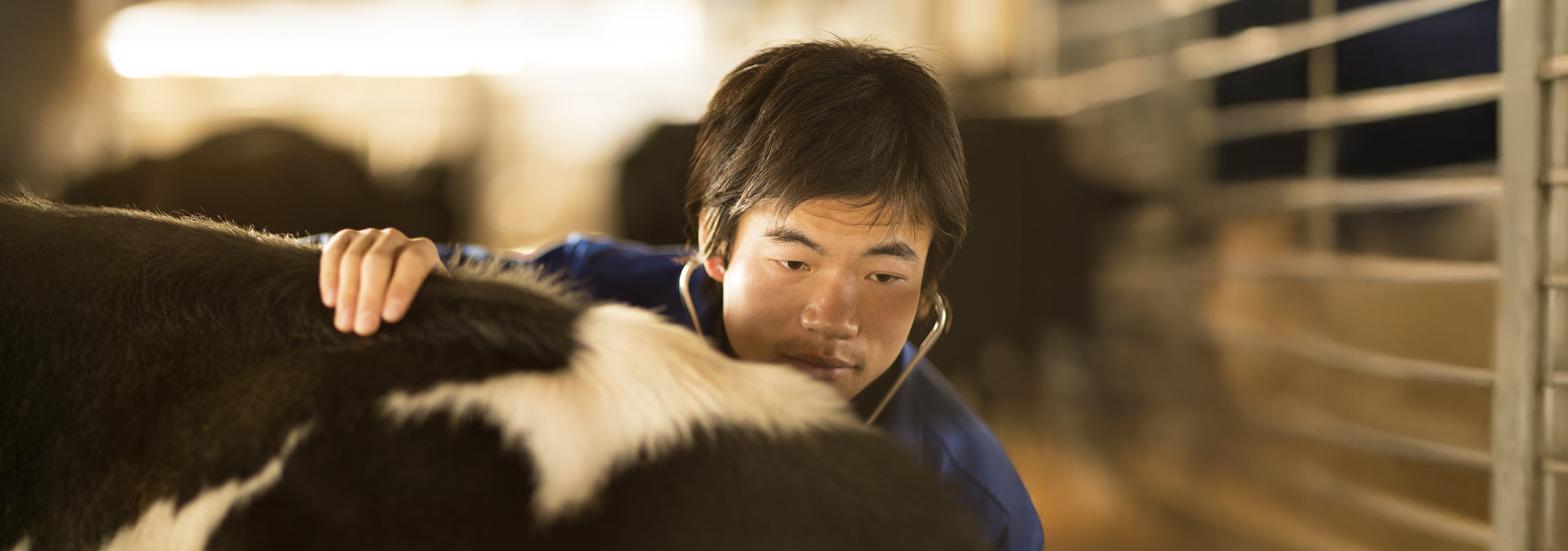 Veterinarian with a stethoscope examines a black and white dairy cow in China - Zoetis