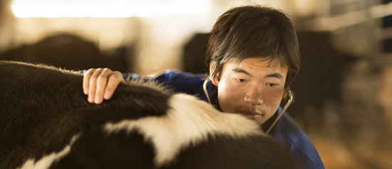 Veterinarian with a stethoscope examines a black and white dairy cow in China – Zoetis