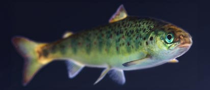 Atlantic salmon swimming - Zoetis