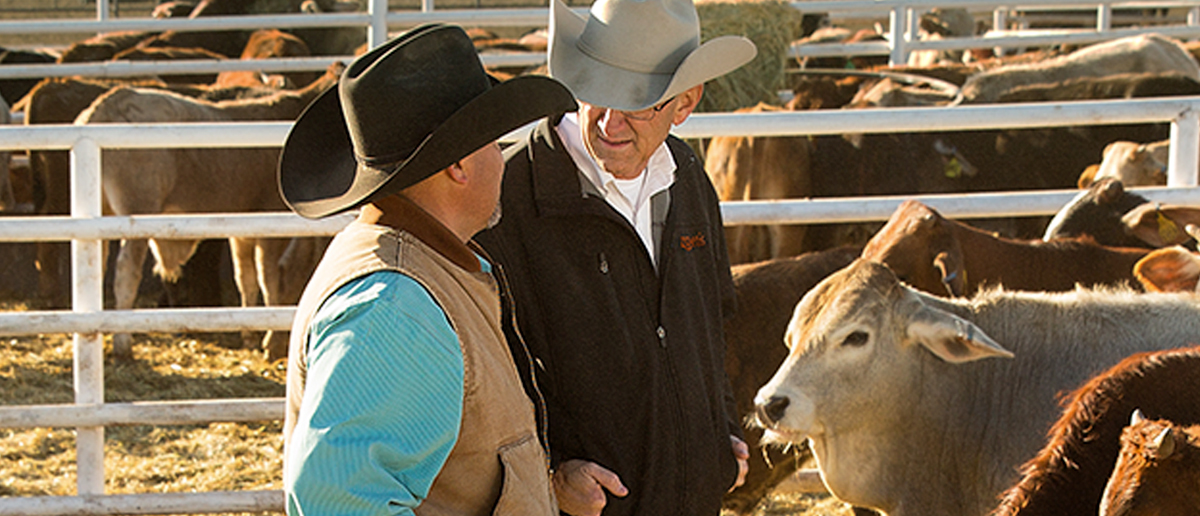Zoetis colleague and cattle producer meeting amidst herd of cattle - Zoetis