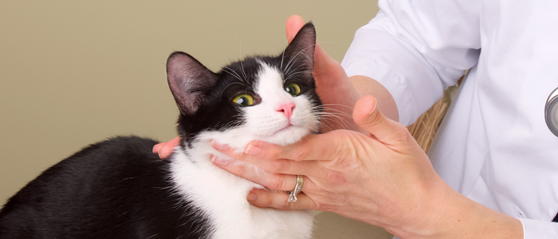 Vetenarian examining cat - Zoetis