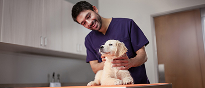 A veterinarian in scrubs gently holds a Labrador puppy on an exam table in a veterinary clinic exam room. – Zoetis