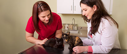 Veterinarian and tech examining two cats - Zoetis