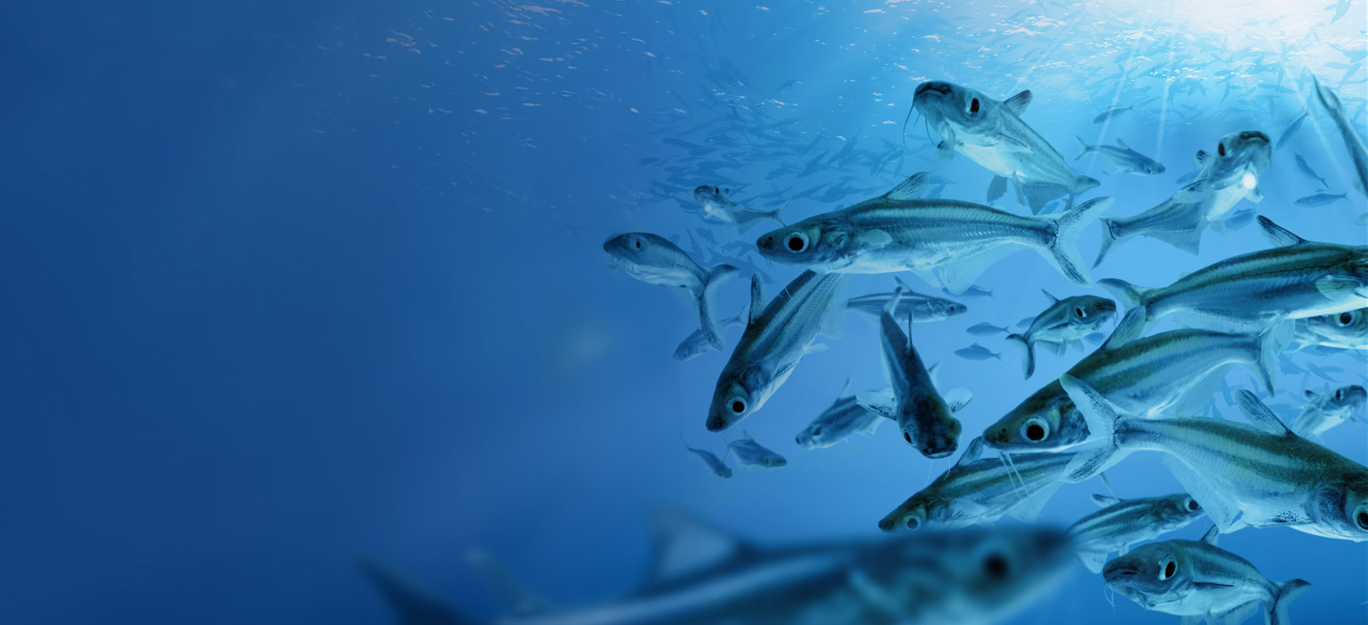 Underwater scene with a school of Pangasius fish swimming through clear blue water - Zoetis