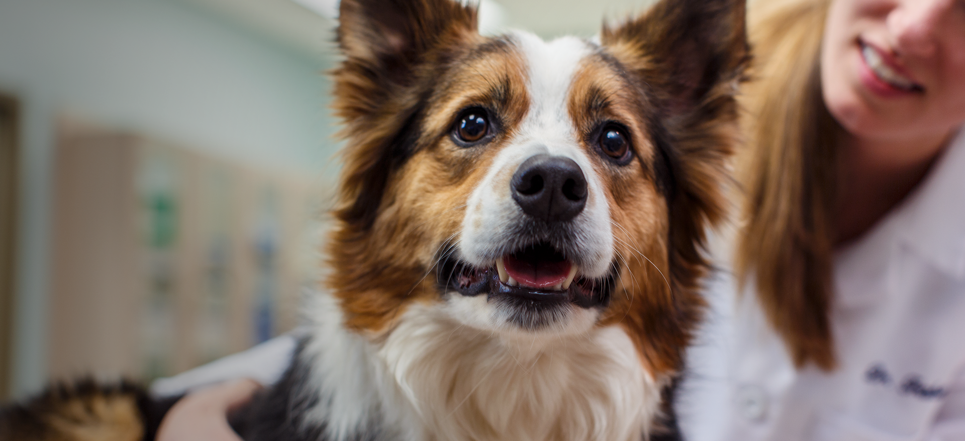Zoetis Animal Health - Global Animal Health Company | Zoetis Zoetis Animal Health - Global Animal Health Company | Zoetis