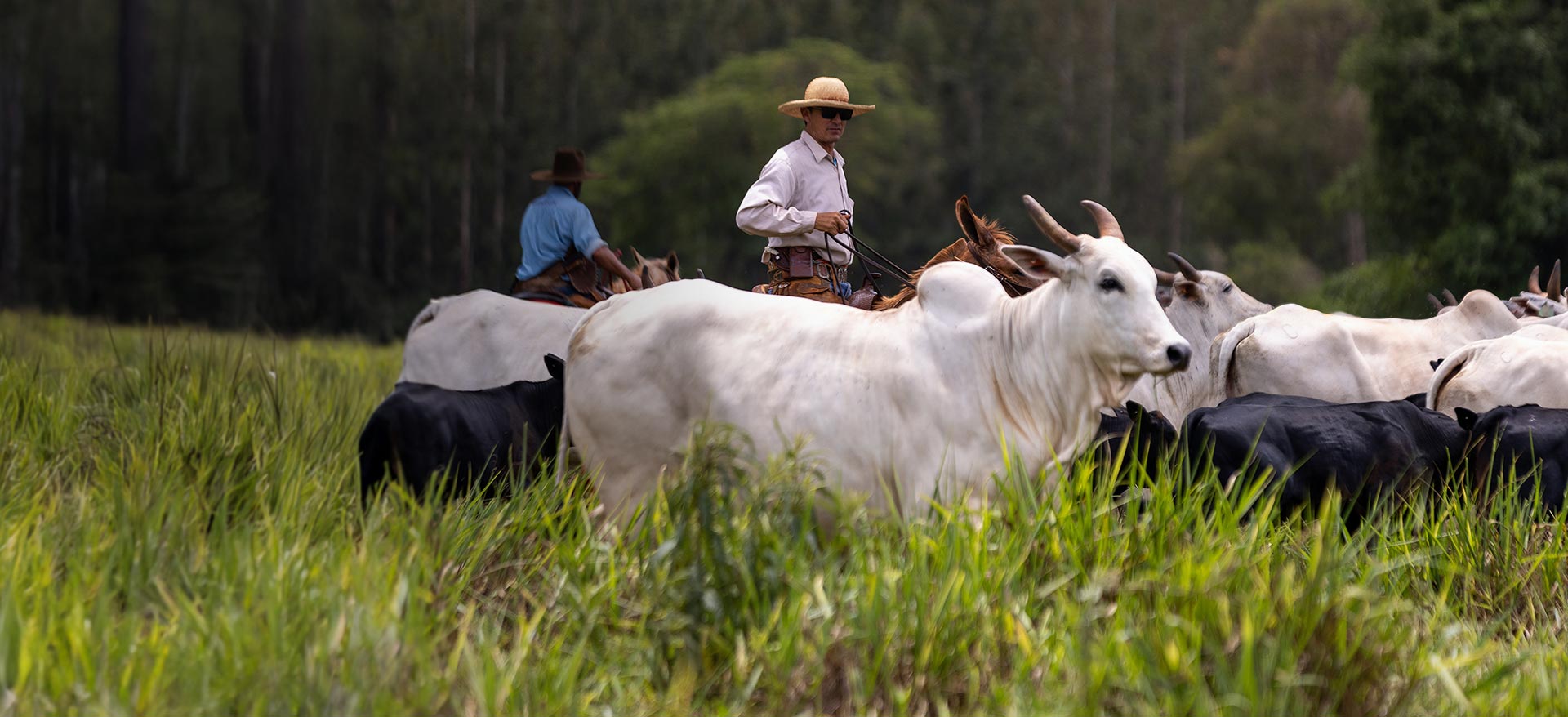 Brazilian producer in field with beef cattle - Zoetis