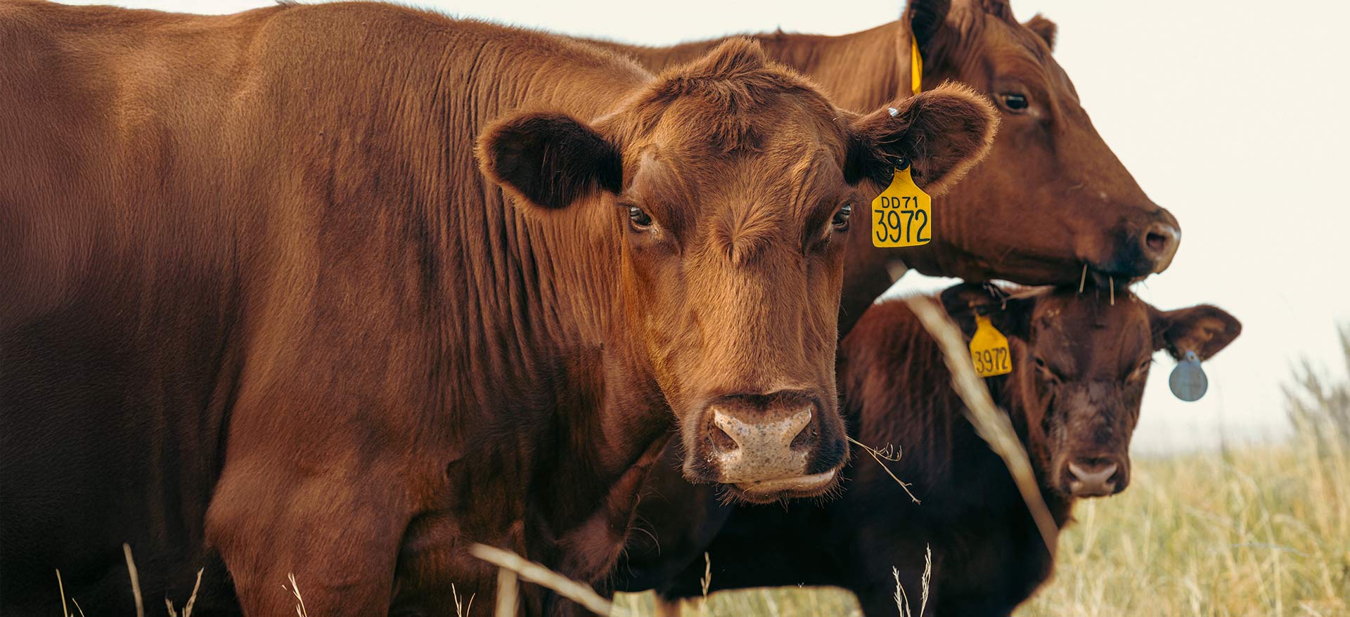 Dark cow with ear tag - Zoetis