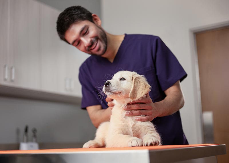 Zoetis colleague holding small dog - Zoetis