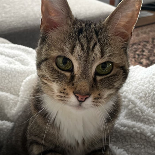 Cat on blanket - Zoetis