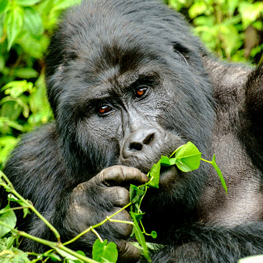Gorilla chewing some foliage in the jungle - Zoetis