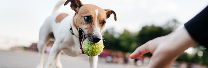 Tan and white Jack Russell Terrier playing ball - Zoetis