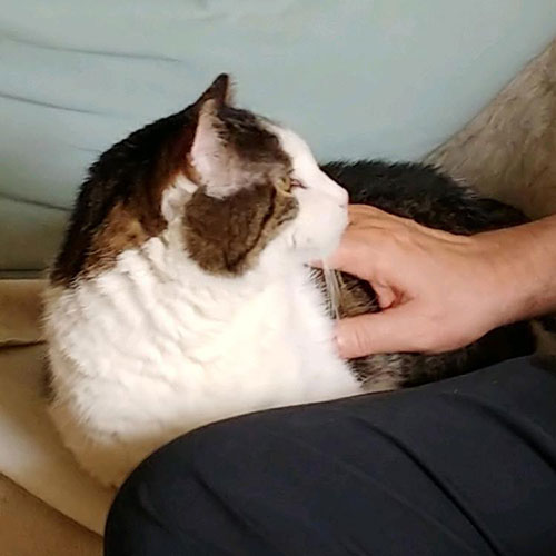 Sami the cat being petted - Zoetis