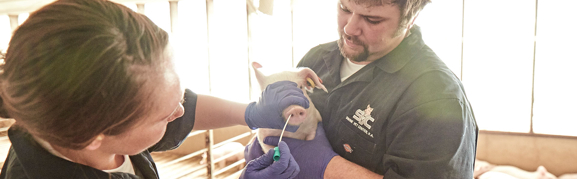 Veterinarian in gloves gently holds a piglet while another veterinarian swabs the piglet’s nose - Zoetis