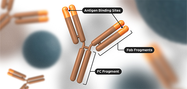 Y-shaped monoclonal antibody - Zoetis