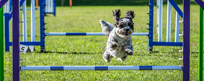 Small black-and-white dog midair jumping an agility hurdle on a sunny grassy field, framed by blue and purple obstacle supports in the foreground. - Zoetis